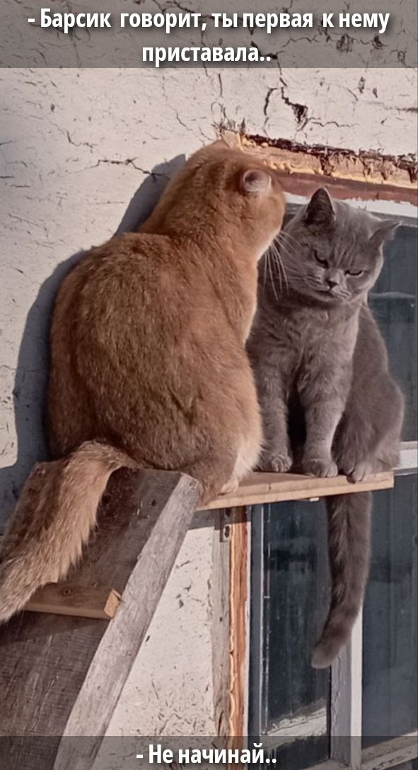 Барсик говорит, ты первая к нему приставала..
Не начинай..