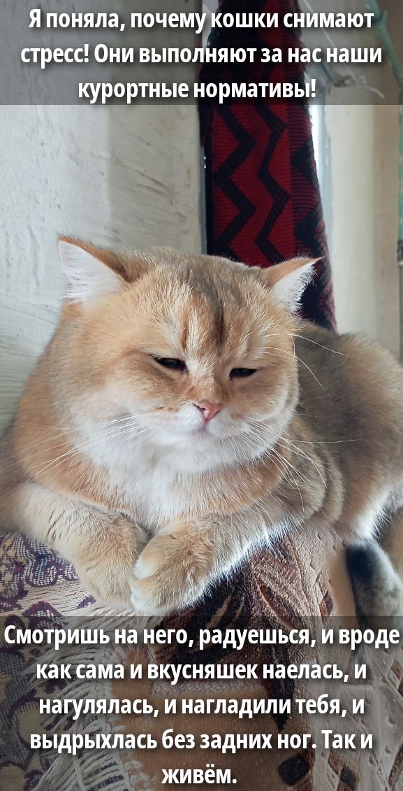 Я поняла, почему кошки снимают стресс! Они выполняют за нас наши курортные нормы! 
Смотришь на него, радуешься, и вроде как сама и вкусняшек наелась, и нагулялась, и нагладили тебя, и выдрЫхлась без задних ног. Так и живём.