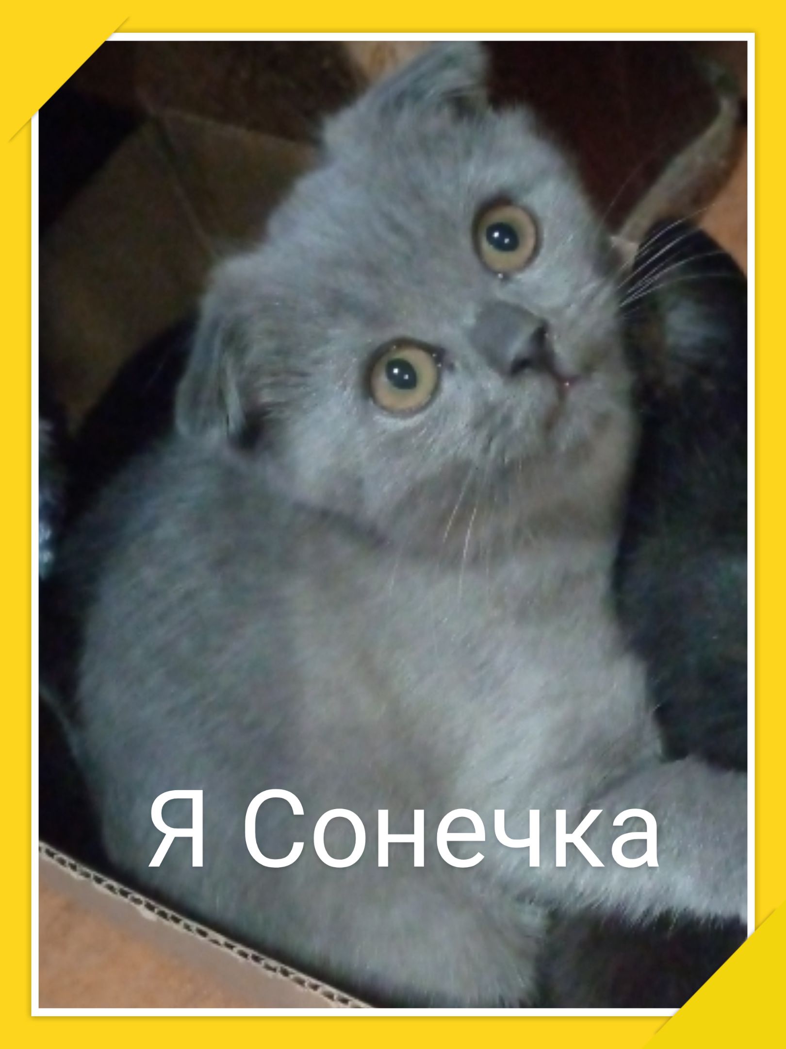 1 дЯ Сонечка