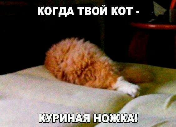 когдА твой кот