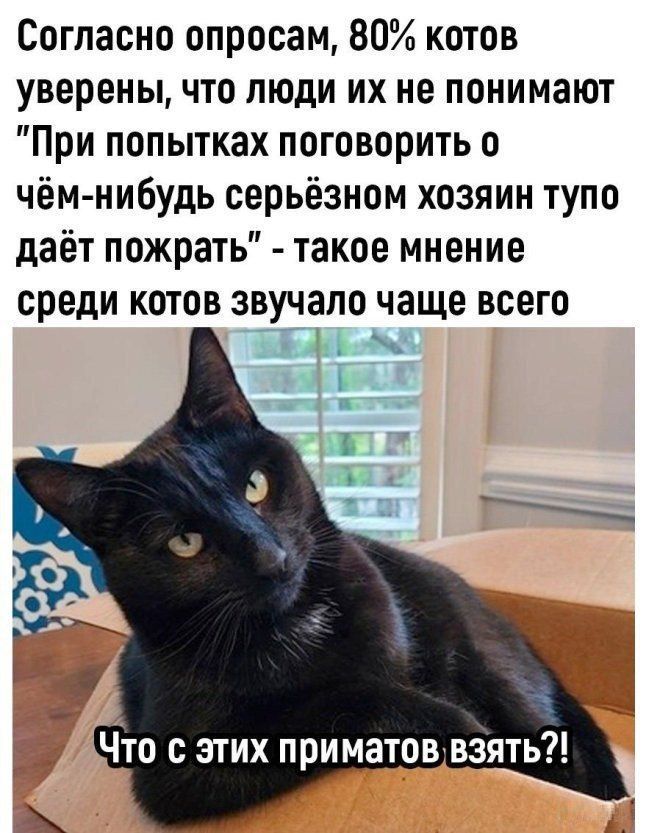 Согласно опросам 80 котов уверены что люди их не понимают При попытках поговорить о чём нибудь серьёзном хозяин тупо даёт пожрать такое мнение среди котов звучало чаще всего Что с этих приматовувзять