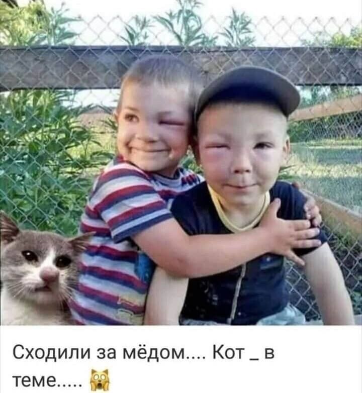 Сходили за мёдом Кот _ в теме