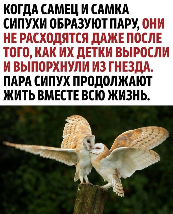 КОГДА САМЕЦ И САМКА СИПУХИ ОБРАЗУЮТ ПАРУ ОНИ НЕ РАСХОДЯТСЯ ДАЖЕ ПОСЛЕ ТОГО КАК ИХ ДЕТКИ ВЫРОСЛИ И ВЫПОРХНУЛИ ИЗ ГНЕЗДА ПАРА СИПУХ ПРОДОЛЖАЮТ ЖИТЬ ВМЕСТЕ ВСЮ ЖИЗНЬ