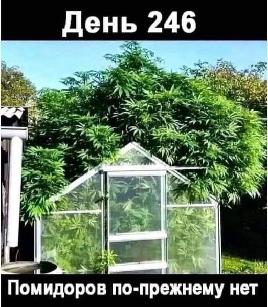 Е Ь й ь ЗЙ Помидоров по прежнему нет
