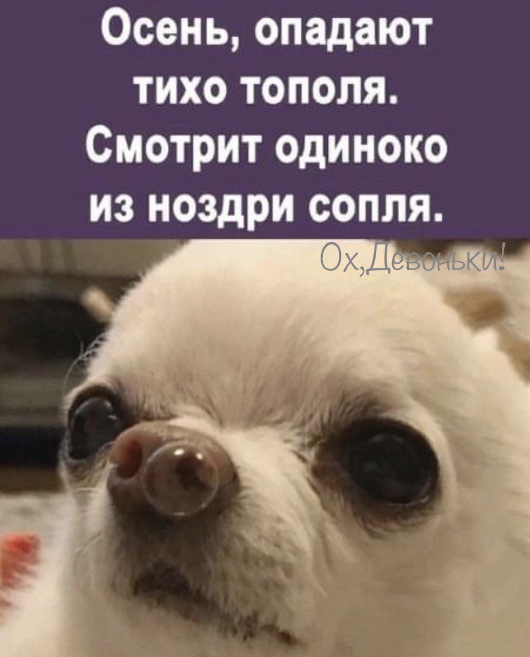 Осень опадают тихо тополя Смотрит одиноко из ноздри сопля