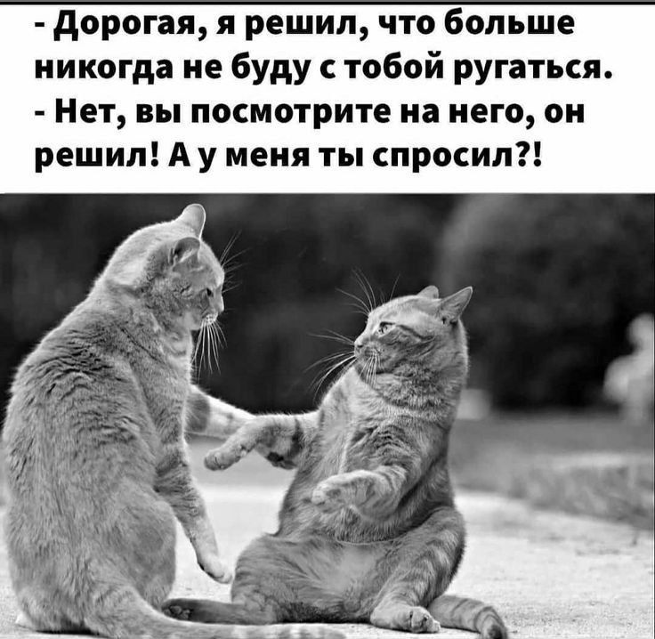 Дорогая я решил что больше никогда не буду с тобой ругаться Нет вы посмотрите на него он решил А у меня ты спросил