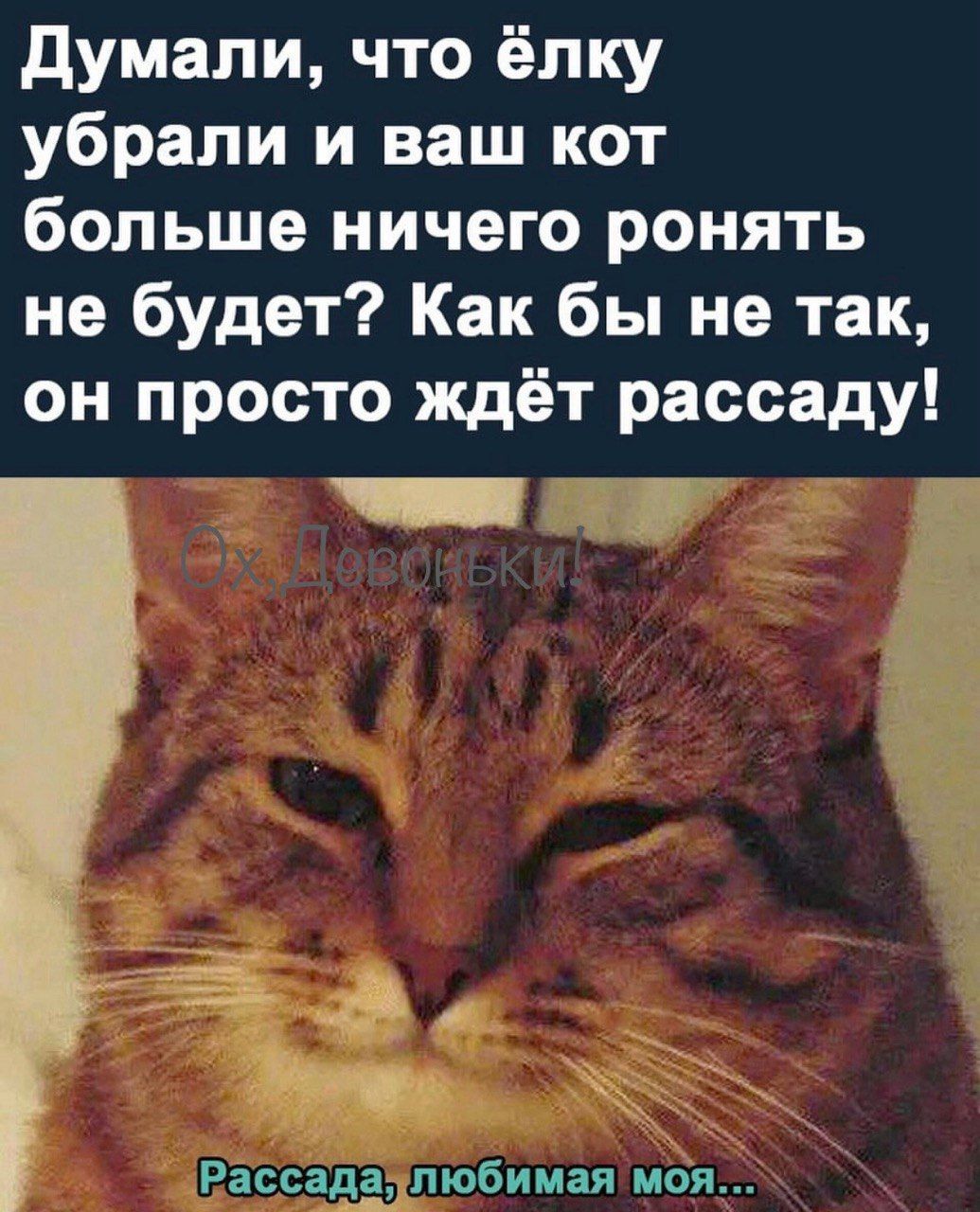 Думали, что ёлку убрали и ваш кот больше ничего ронять не будет? Как бы не так, он просто ждёт рассаду!
Рассада, любимая моя...