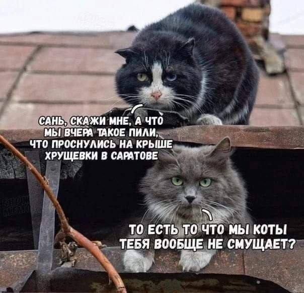 Сань, скажи мне, а что мы вчера такое пили, что проснулись на крыше хрущевки в Саратове? То есть то что мы коты тебя вообще не смущает?
