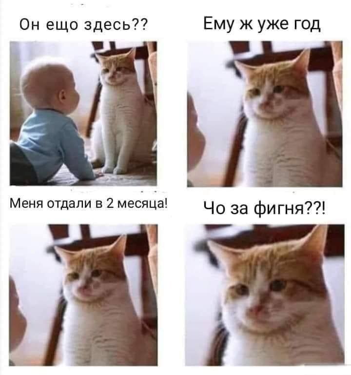 Он ещё здесь?? Ему ж уже год Меня отдали в 2 месяца! Чо за фигня??!