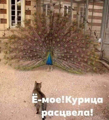 Ё-мое! Курица расцвела!