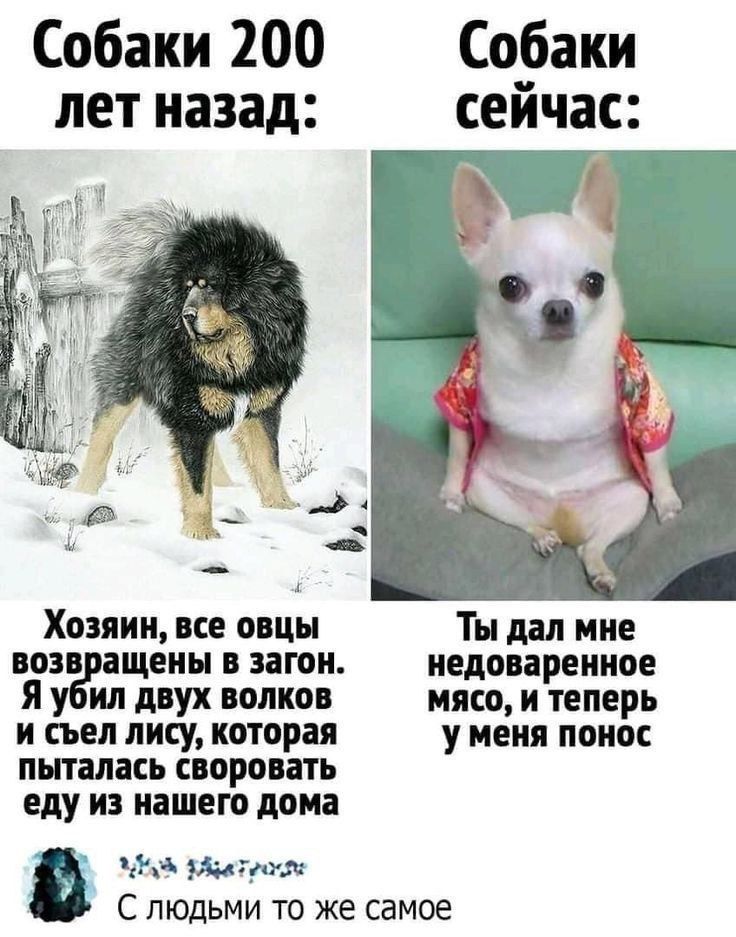 Собаки 200 лет назад: Хозяин, все овцы возвращены в загон. Я убил двух волков и съел лису, которая пыталась стравать еду из нашего дома.
Собаки сейчас: Ты дал мне недоваренное мясо, и теперь у меня понос.