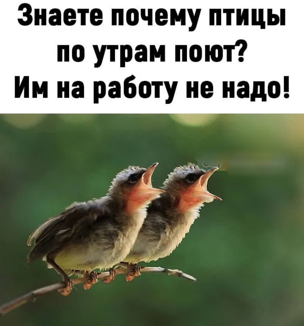 Знаете почему птицы по утрам поют? Им на работу не надо!