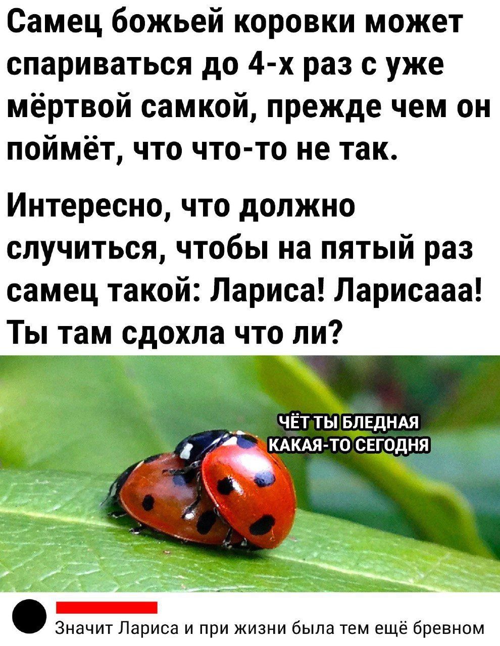 Самец божьей коровки может спариваться до 4-х раз с уже мёртвой самкой, прежде чем он поймёт, что что-то не так.

Интересно, что должно случиться, чтобы на пятый раз самец такой: Лариса! Ларисааа! Ты там сдохла что ли?

ЧЁТ ТЫ БЛЕДНАЯ КАКАЯ-ТО СЕГОДНЯ

Значит Лариса и при жизни была тем ещё бревном.