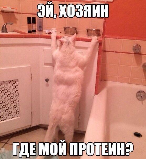 Эй, хозяин где мой белок?