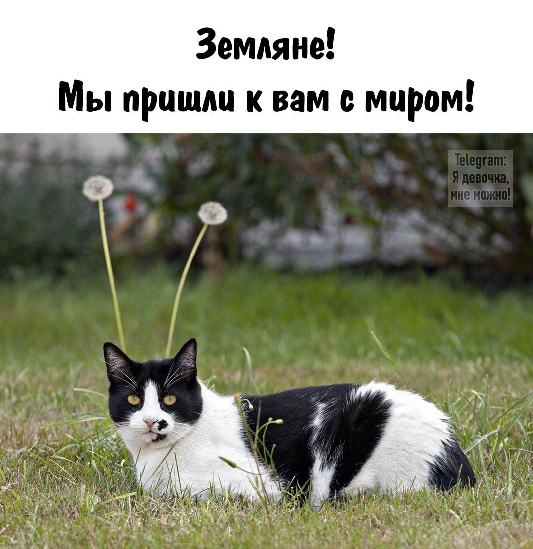 Земляне! Мы пришли к вам с миром!
Telegram: Я девочка, мне можно!