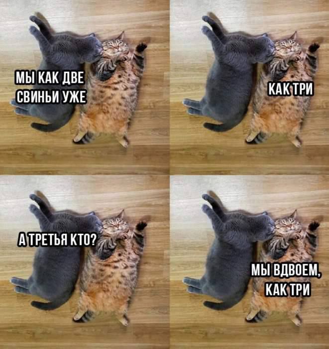 Мы как две свиньи уже
Как три
А третья кто?
Мы вдвоем, как три