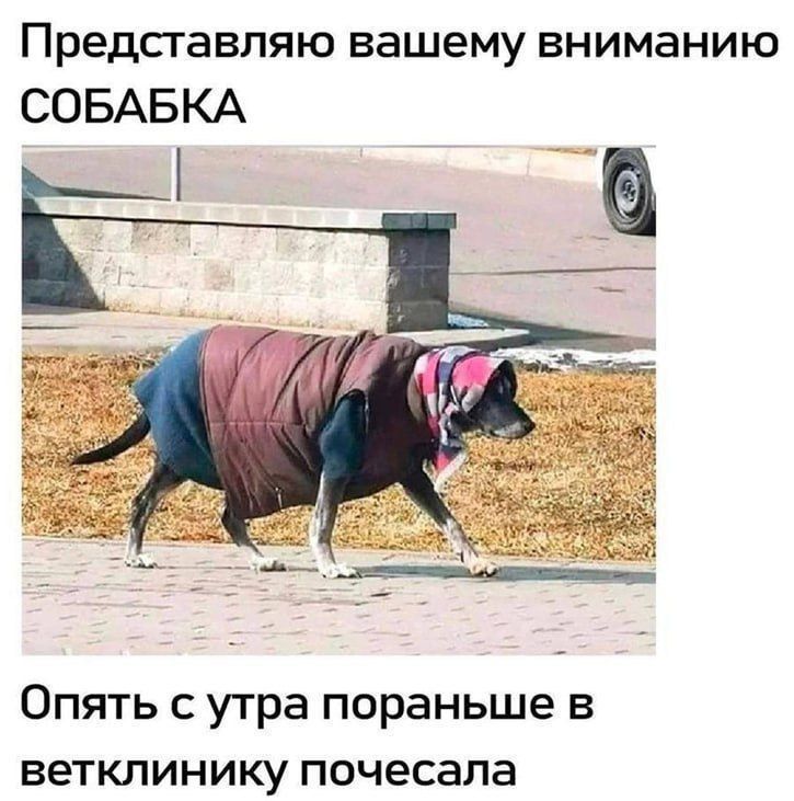 Представляю вашему вниманию СОБАКА Опять с утра пораньше в ветклинику почесала