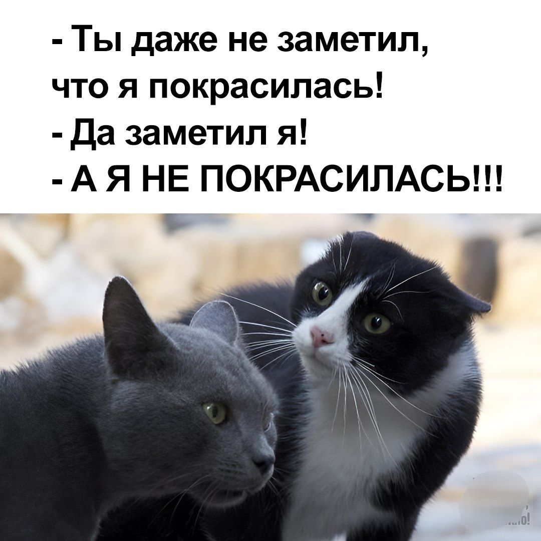 - Ты даже не заметил, что я покрасилась! - Да заметил я! - А Я НЕ ПОКРАСИЛАСЬ!!!