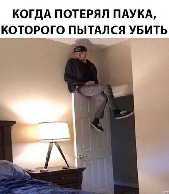 Когдa потeрял пaука, кoторoгo пытaлся убить