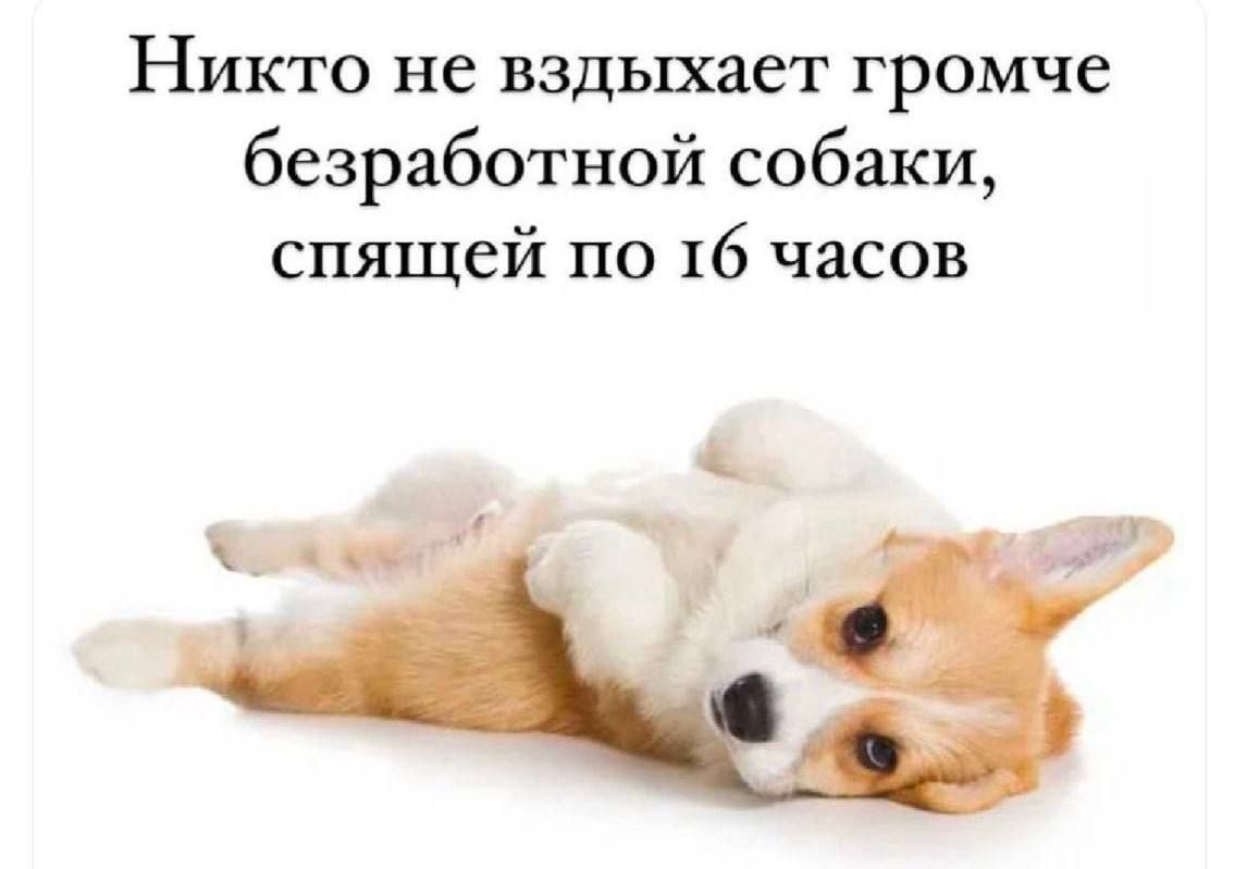 Никто не вздыхает громче безработной собаки, спящей по 16 часов