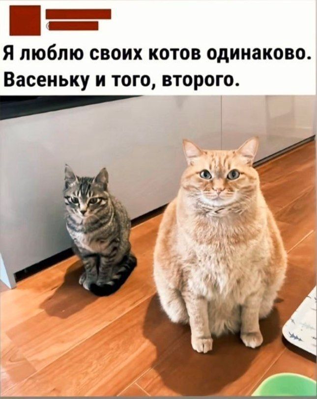 Я люблю своих котов одинаково. Васеньку и того, второго.