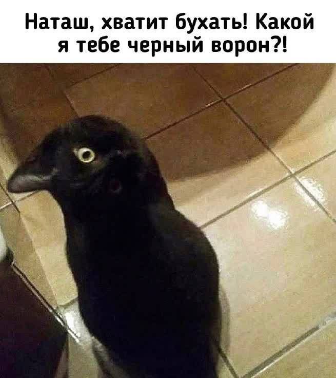 Наташ, хватит бухать! Какой я тебе черный ворон?!