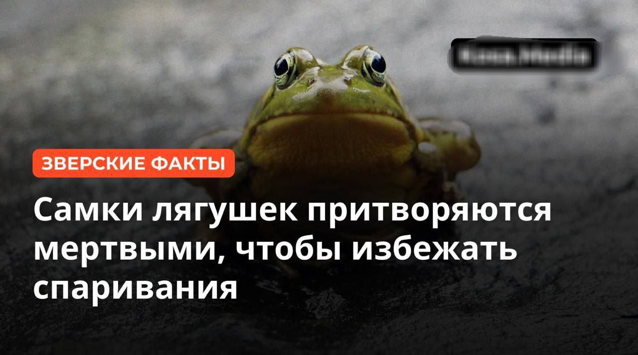 Самки лягушек притворяются мертвыми, чтобы избежать спаривания
