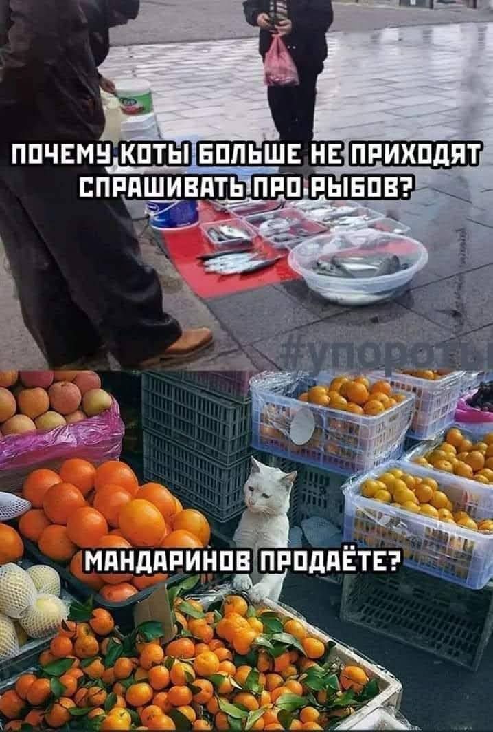 ПОЧЕМУ КОТЫ БОЛЬШЕ НЕ ПРИХОДЯТ СПРАШИВАТЬ ПРО РЫБОВ?
МАНДАРИНОВ ПРОДАЁТЕ?
