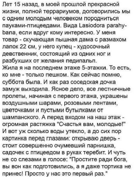 Лет 15 назад, в моей прошлой прекрасной жизни, полной террариумов, договорились мы с одним молодым человеком породнить пауками-птицеедами. Вида Lasiodora parahybana, если вдруг кому интересно. У меня товар - скучающая пышная дама с размахом лапок 22 см, у него купец - художественный девственник, состоящий из одних ног и разбужих от желания педипальп. Жила я на последнем этаже 5-этажки. То есть, ко мне - только пешком. Как сейчас помню, суббота была. И как раз соседская дочка замуж выходила. Ну, снова дело, все эстетичные пролетки, начиная с первого этажа, украшены воздушными шарами, цветочками и пустыми бутылками от шампанского. А перед входом на наш этаж - огромная растяжка 