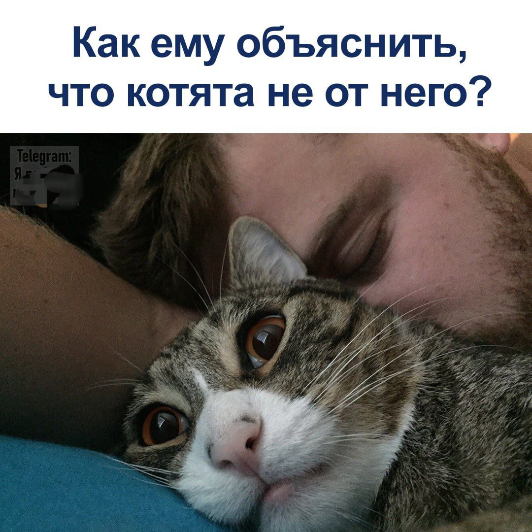 Как ему объяснить, что котята не от него?