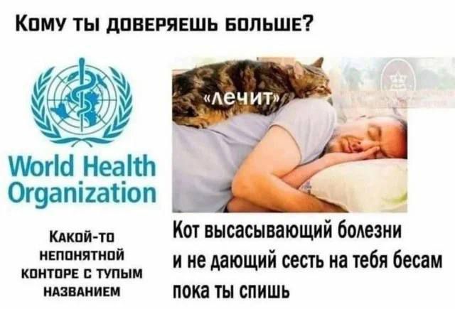 Кому ты доверяешь больше?  Кот высасывающий болезни и не дающий сесть на тебя бесам пока ты спишь. 