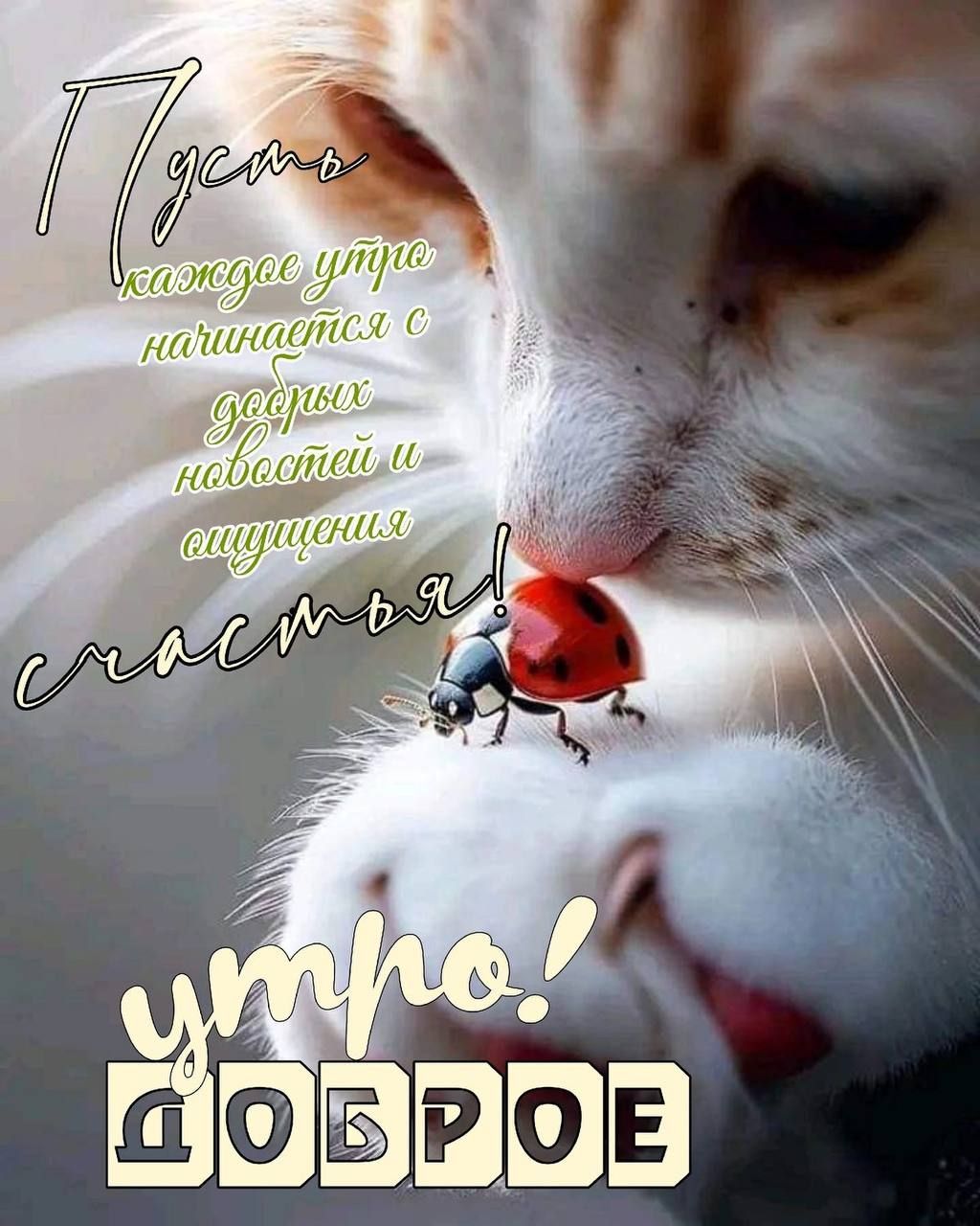 Пусть каждое утро начинается с ярких новостей и ощущения счастья!
утро! ДОБРОЕ