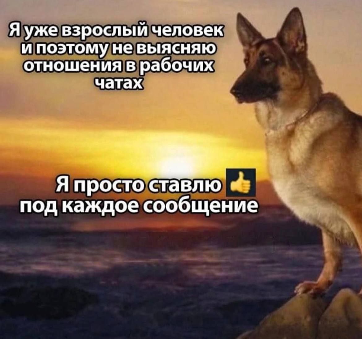 Я уже взрослый человек и поэтому не выясняю отношения в рабочих чатах. Я просто ставлю 👍 под каждое сообщение.