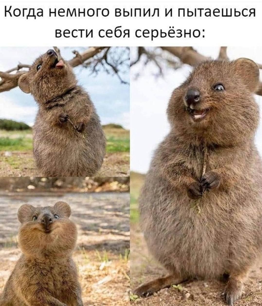 Когда немного выпил и пытаешься вести себя серьёзно: