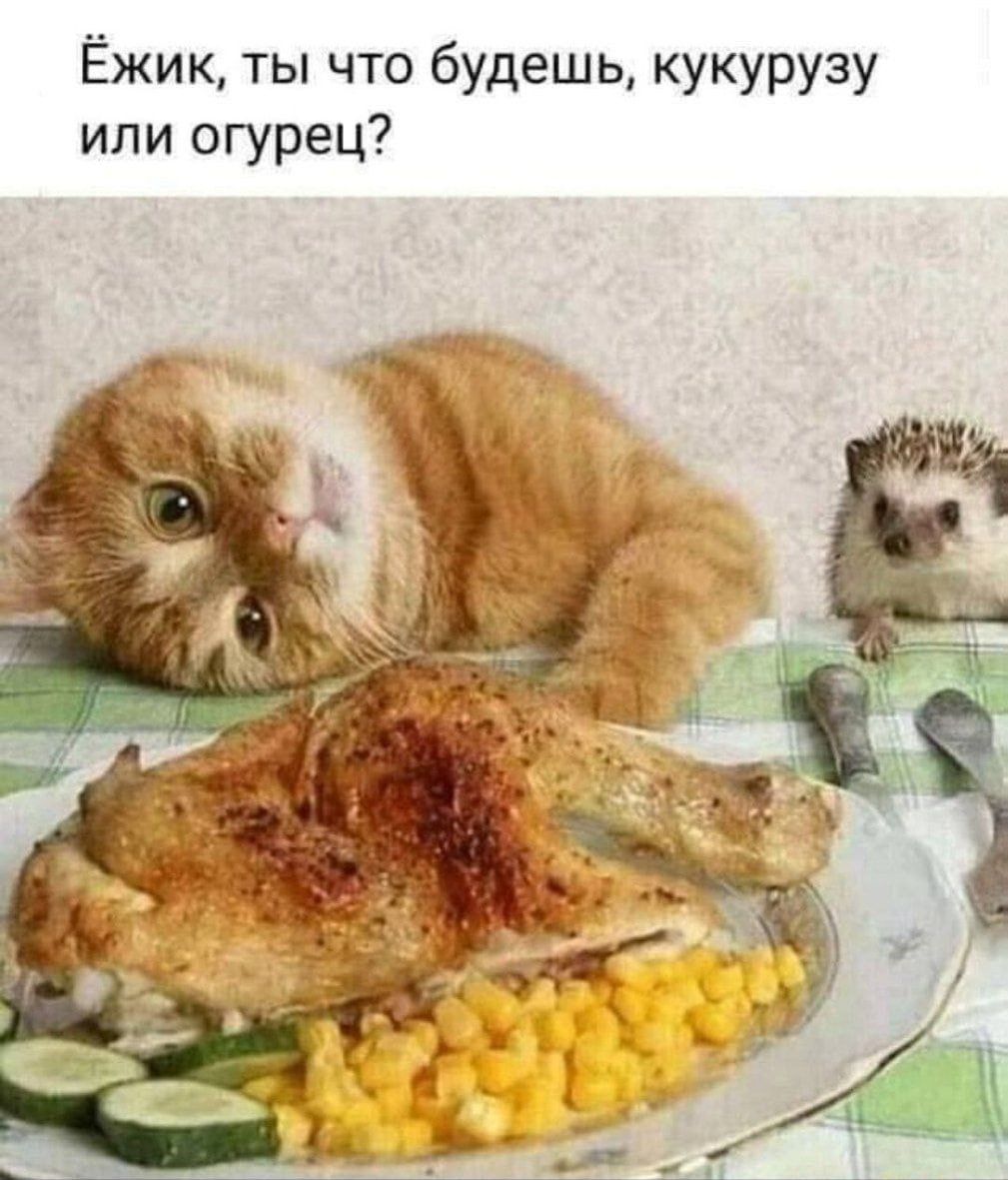 Ёжик, ты что будешь, кукурузу или огурец?