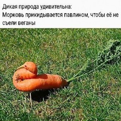 Дикая природа удивительна: Морковь прикдывается павлином, чтобы её не съели веганы