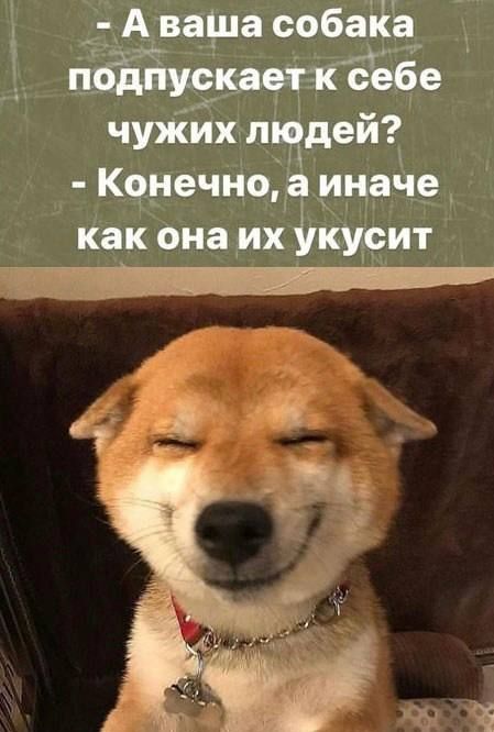 - А ваша собака подпускает к себе чужих людей?
- Конечно, а иначе как она их укусит