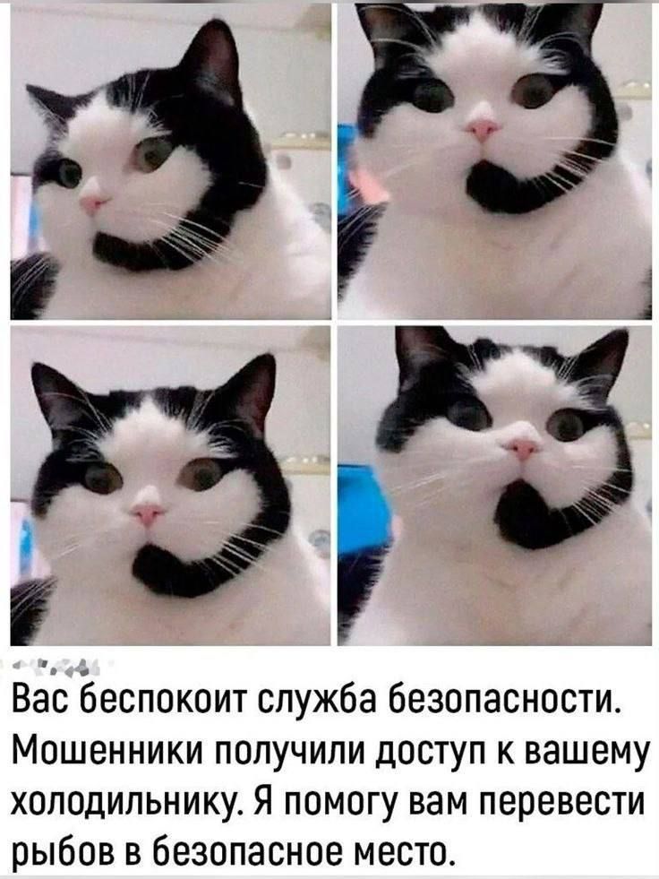Вас беспокоит служба безопасности. Мошенники получили доступ к вашему холодильнику. Я помогу вам перевести рыбов в безопасное место.