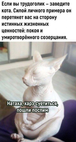 Если вы трудоголик – заведите кота. Силой личного примера он перетянет вас на сторону истинных жизненных ценностей: покоя и умиротворённого созерцания.
Натаха, харэ суетиться, пошли поспим.
