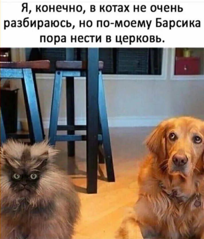 Я, конечно, в котах не очень разбираюсь, но по-моему Барсика пора нести в церковь.
