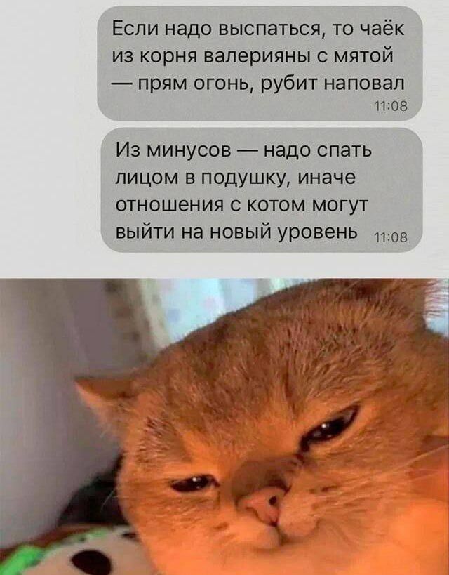 Если надо выспаться, то чаёк из корня валерианы с мятой — прям огонь, рубит наповал
Из минусов — надо спать лицом в подушку, иначе отношения с котом могут выйти на новый уровень