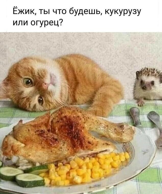 Ёжик, ты что будешь, кукурузу или огурец?