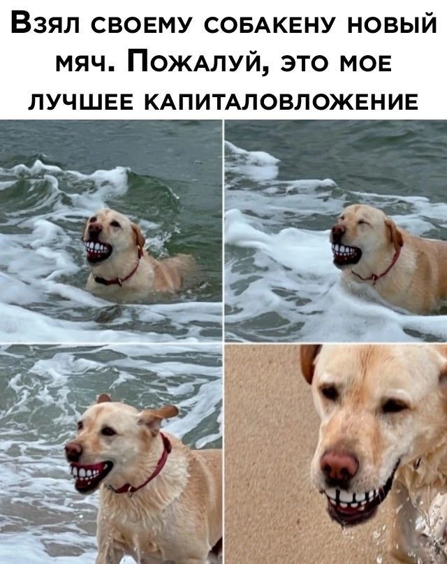 Взял своему собакену новый мяч. Пожалуй, это мое лучшее капиталовложение