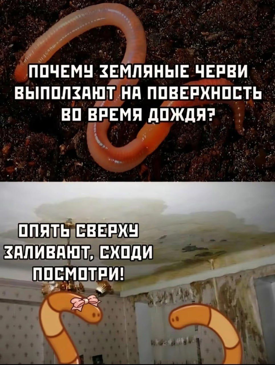 ПОЧЕМУ ЗЕМЛЯНЫЕ ЧЕРВИ ВЫПОЛЗАЮТ НА ПОВЕРХНОСТЬ VO ВРЕМЯ ДОЖДЯ? ОПЯТЬ СВЕРХУ ЗАЛИВАЮТ, СХОДИ ПОСМОТРИ!