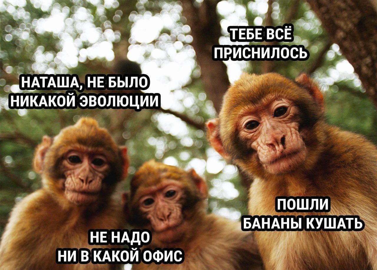 НАТАША, НЕ БЫЛО НИКАКОЙ ЭВОЛЮЦИИ
НЕ НАДО НИ В КАКОЙ ОФИС
ПОШЛИ БАНАНЫ КУШАТЬ
ТЕБЕ ВСЁ ПРИСНИЛОСЬ