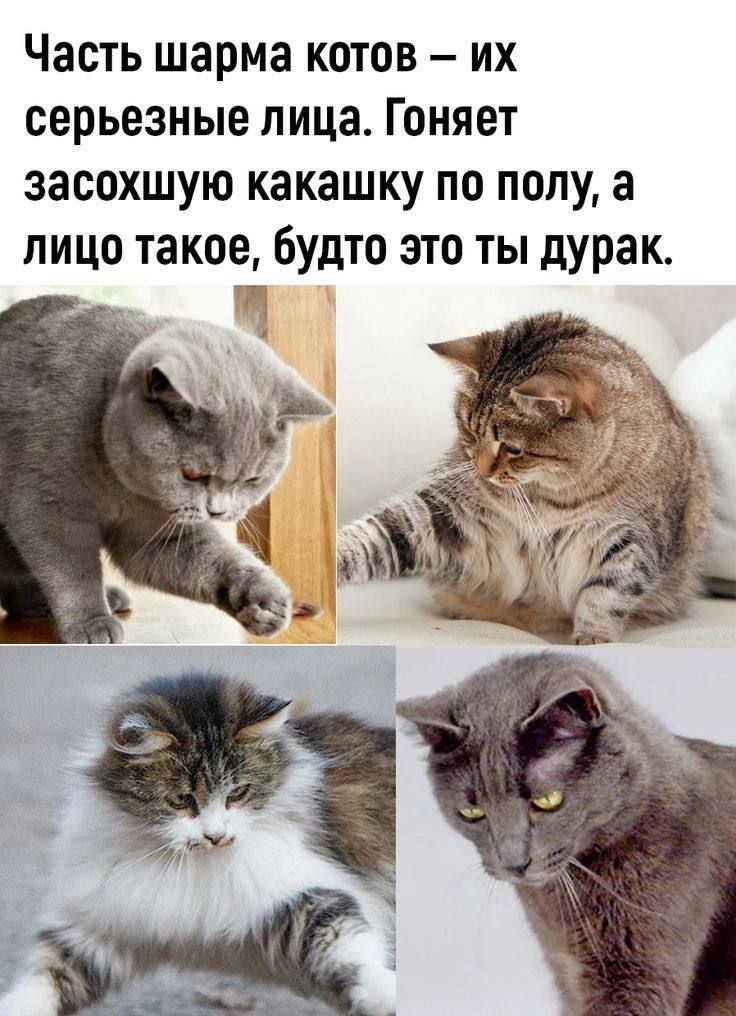 Часть шарма котов – их серьезные лица. Гоняет засохшую какашку по полу, а лицо такое, будто это ты дурак.