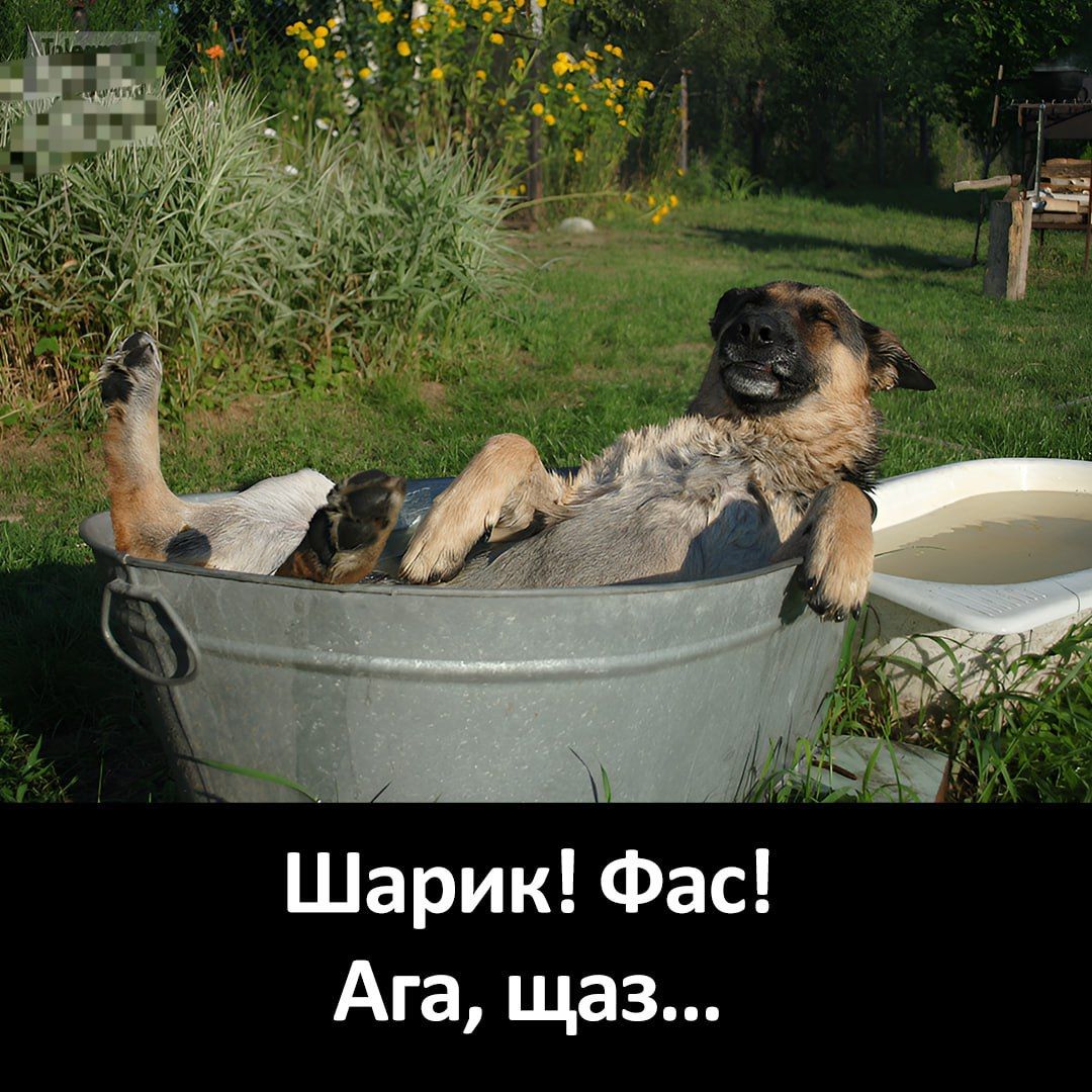 Шарик! Фас! Ага, щаз...
