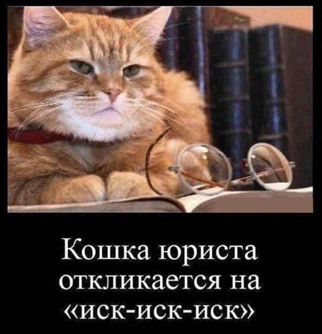 Кошка юриста откликается на «иск-иск-иск»
