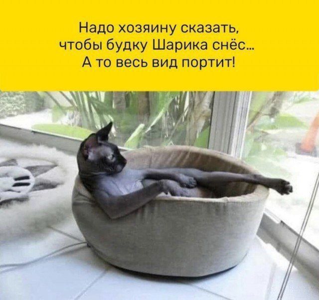 Надо хозяйку сказать, чтобы будку Шариканёсь... А то весь вид портит!