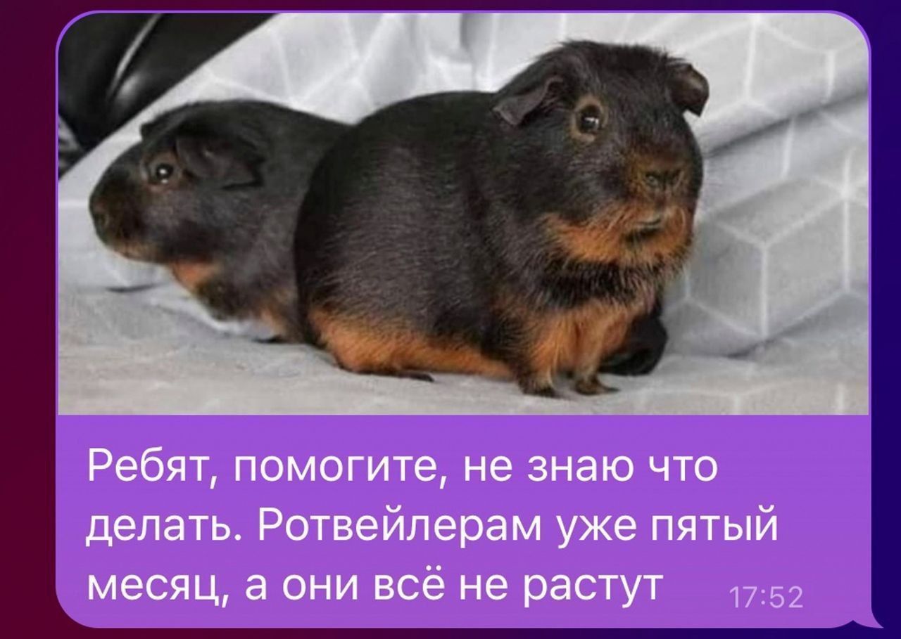 Ребят, помогите, не знаю что делать. Ротвейлерам уже пятый месяц, а они всё не растут.